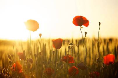 Quelle: danigeza, pixabay.com, https://pixabay.com/de/photos/mohnblumen-feld-sonnenuntergang-174276/